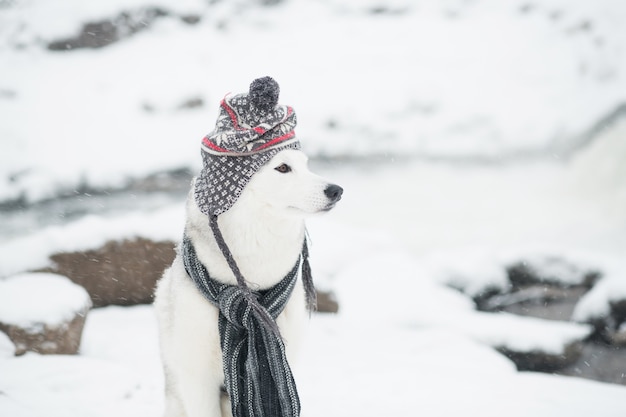 Jovem lindo husky siberiano no inverno de chapéu e lenço cinza. Cachorro e neve. Foto de alta qualidade