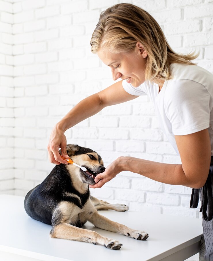 Jovem loira escovando os dentes de um cachorro