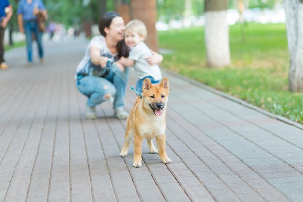 Jovem mãe e filho menino brinca com um cachorro na grama. Cachorrinho Shiba Inu brincando com uma família feliz