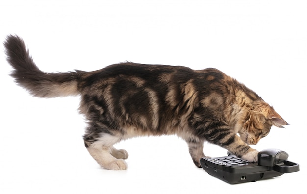 Jovem Maine Coon com telefone