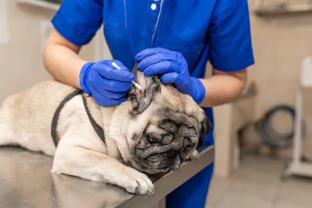 Jovem médica veterinária profissional limpando orelhas de cachorro pug na clínica veterinária