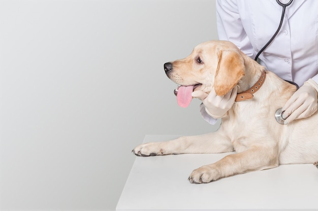 Jovem médico veterinário segurando um cachorrinho fofo no fundo da clínica