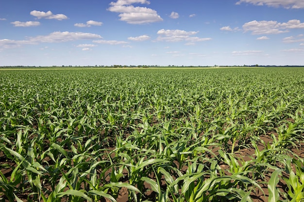 Jovem milho verde crescendo no campo. Plantas De Milho Novas.