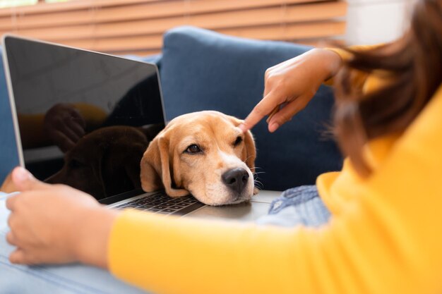 Jovem mulher asiática com cão beagle com atividades de treinamento de cão para obedecer comandos