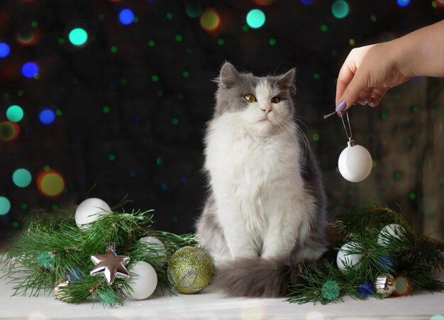 Jovem mulher brincando com gato em casa no Natal Mulher segura seu gato debaixo da árvore de Natal