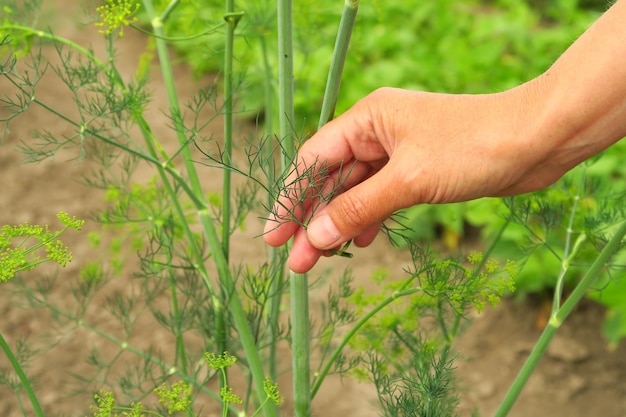 jovem mulher colhendo endro no jardim jardinagem em casa e cultivo de legumes e ervas