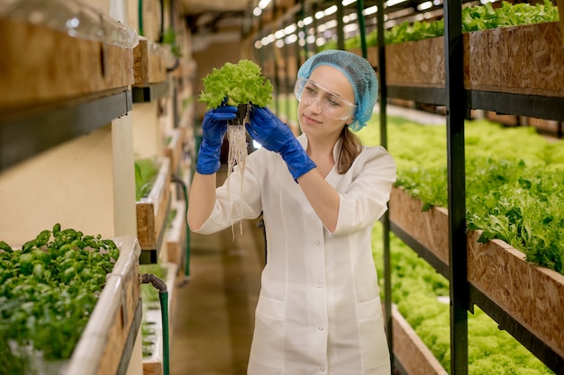 Jovem mulher colhendo salada da fazenda hidropônica. conceito de cultivo de vegetais orgânicos e alimentos saudáveis. fazenda vegetal hidropônica.