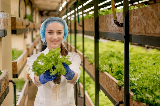 Jovem mulher colhendo salada da fazenda hidropônica. conceito de cultivo de vegetais orgânicos e alimentos saudáveis. fazenda vegetal hidropônica.