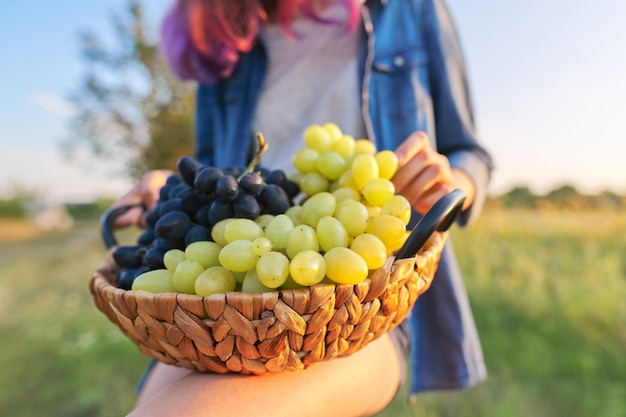 Foto jovem mulher com cesta de colheita de uvas verdes e azuis, fundo de paisagem natural do sol, closeup de uva. jardinagem, vinha, colheita, conceito de comida orgânica natural saudável