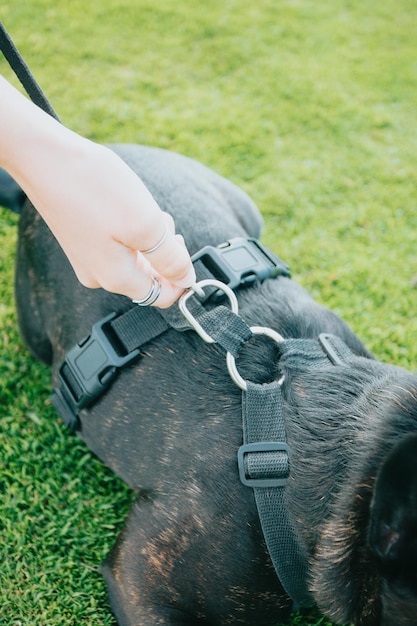 Jovem mulher com seu cachorro Buldogue francês preparando o arnês para uma imagem de retrato de caminhada segura Conceito de animal de estimação Cuidando do melhor amigo do homem Mulher levando seu cachorro para passear durante um dia ensolarado