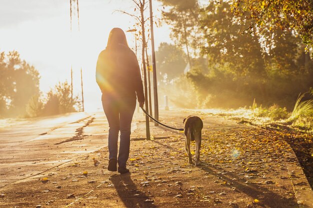 Jovem mulher passeando com seu cachorro na natureza com os raios do sol da manhã, brilho quente e longas sombras