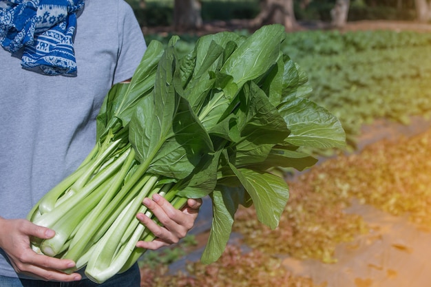 Jovem mulher segurando legumes recém-colhidos em seu jardim