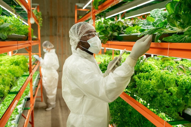 Jovem negro ocupado, especialista em cultivo de chapéu e máscara, tocando folha de espinafre e segurando um comprimido enquanto cuida de plantas com sementes