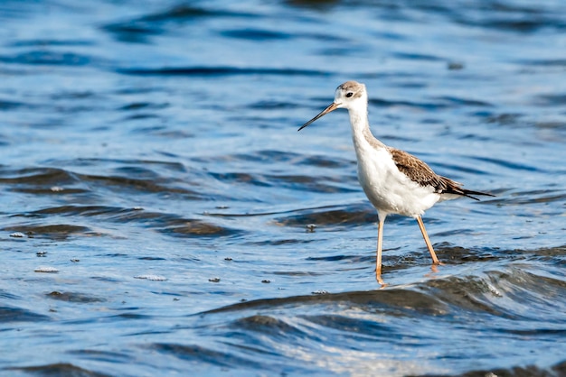 Jovem palafita de asa negra no parque natural da Albufera de Valência