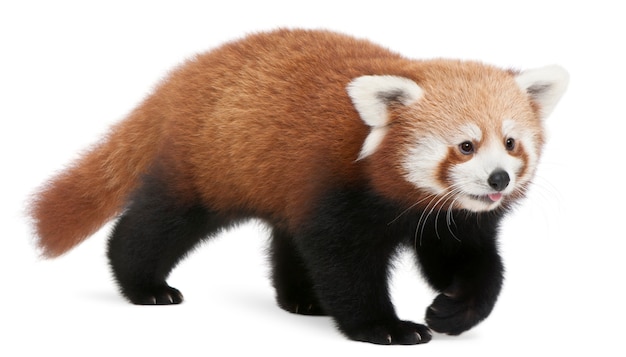 Jovem panda vermelho ou gato brilhante, ailurus fulgens em branco isolado