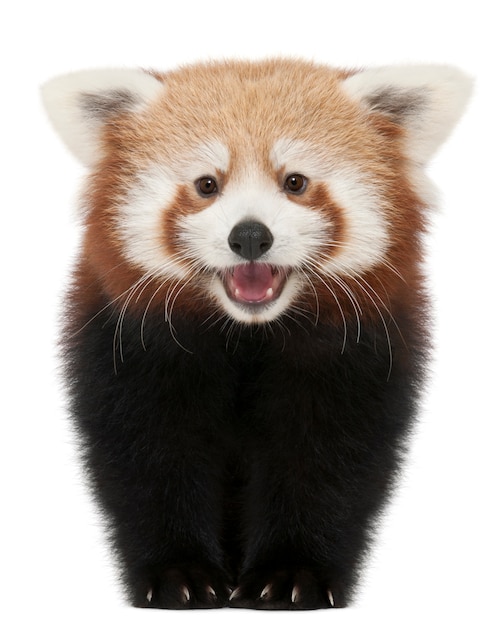 Jovem panda vermelho ou gato brilhante, Ailurus fulgens em branco isolado