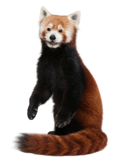 Jovem panda vermelho ou gato brilhante, Ailurus fulgens em branco isolado