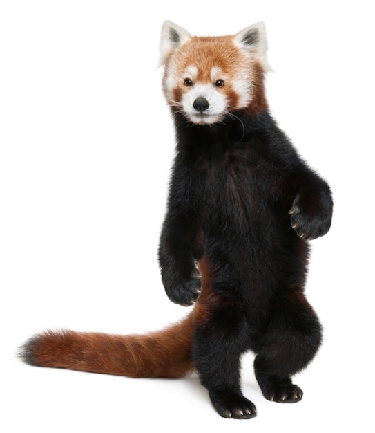 Jovem panda vermelho ou gato brilhante, ailurus fulgens em branco isolado