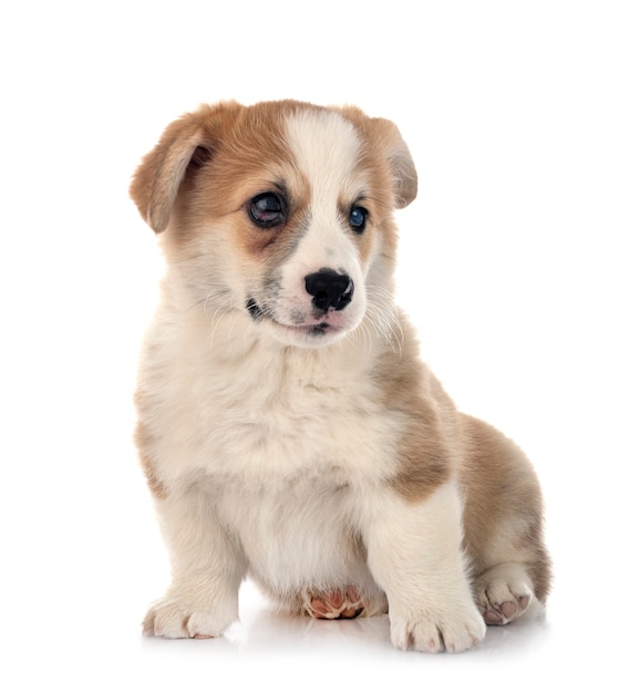 Jovem Pembroke Welsh Corgi isolado no branco