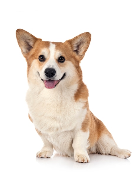 Jovem Pembroke Welsh Corgi isolado