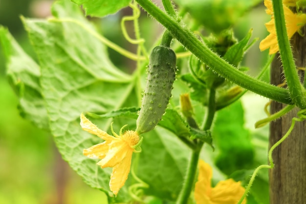 jovem pepino cresce no jardim em uma plantação de vegetais. conceito de cultivo de pepinos