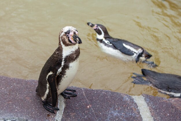 Jovem pinguim no zoológico. pinguim está de pé sobre uma pedra.