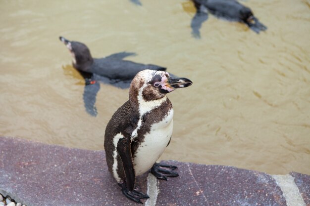 Jovem pinguim no zoológico. Pinguim está de pé sobre uma pedra.