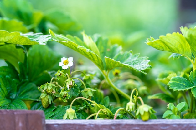 Jovem planta de morango em flor no campo