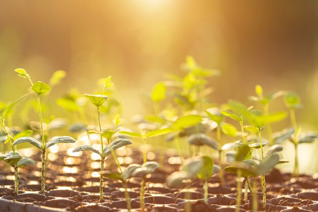 Foto jovem, planta verde, em, plástico, para, plantar, ligado, tabela madeira