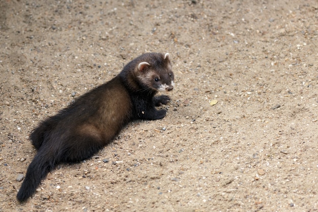 Jovem polecat europeu (Mustela putorius)