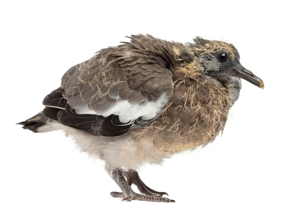 Jovem pombo-torcaz, Columba palumbus contra uma superfície branca