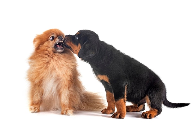 Jovem pomerânia e cachorro rottweiler em frente ao fundo branco