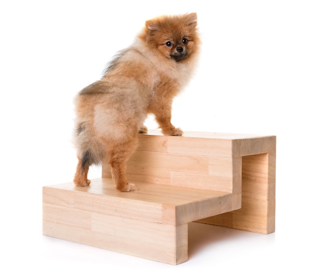 jovem pomeranian cachorro e escadas