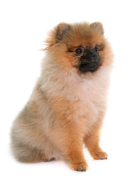 Jovem pomeranian cachorro