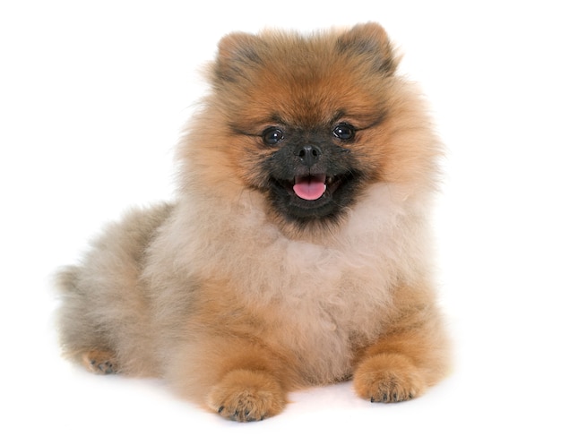 jovem pomeranian cachorro