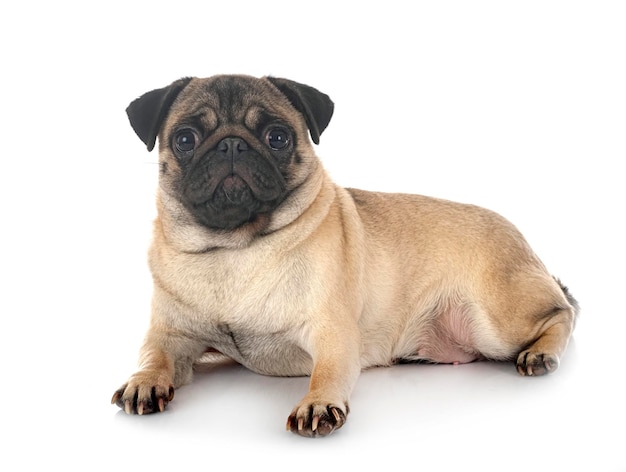 Jovem pug na frente de um fundo branco