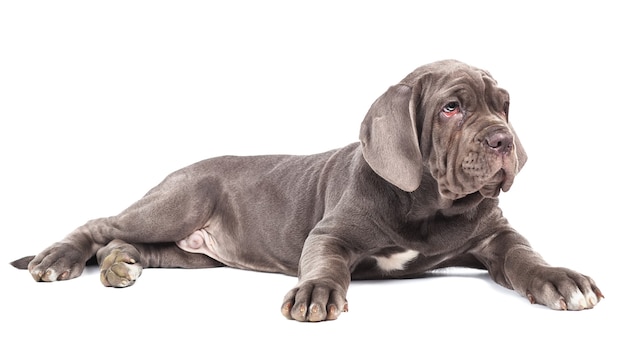 Jovem puppie italiano mastim cana corso deitado no fundo branco.