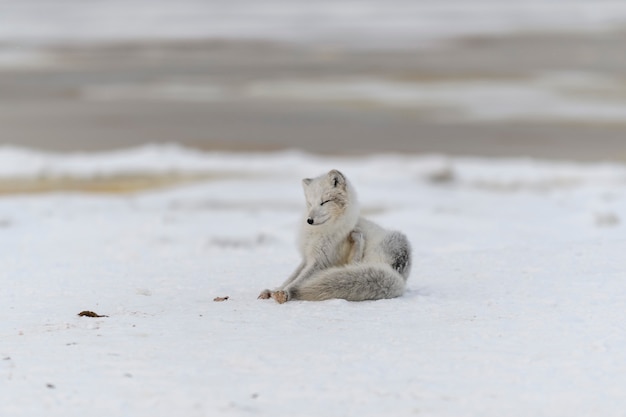Jovem raposa ártica na tundra de inverno. filhote de raposa do ártico cinza.