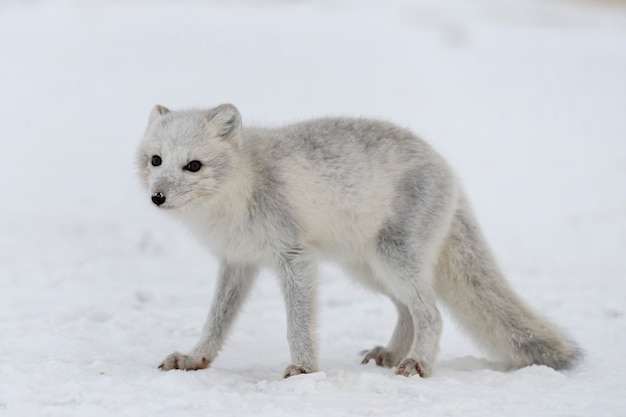 Jovem raposa ártica na tundra de inverno. Filhote de raposa do Ártico cinza.