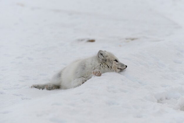 Jovem raposa ártica na tundra de inverno. Filhote de raposa do Ártico cinza.