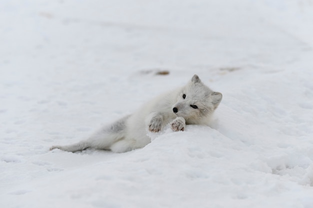 Jovem raposa ártica na tundra de inverno. Filhote de raposa do Ártico cinza.