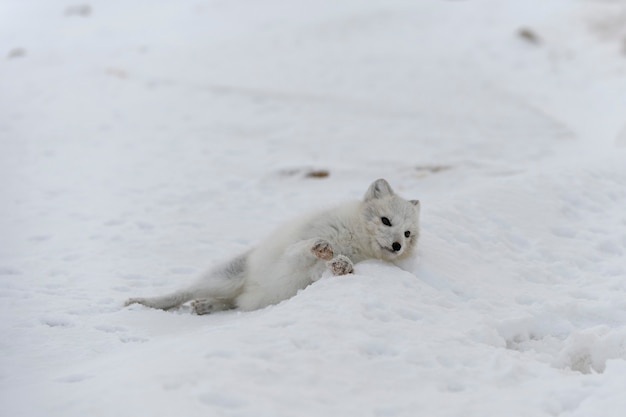 Jovem raposa ártica na tundra de inverno. Filhote de raposa do Ártico cinza.