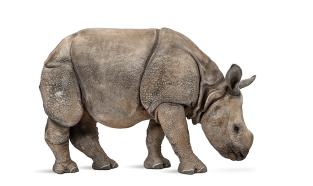 Jovem rinoceronte indiano de um chifre (8 meses)
