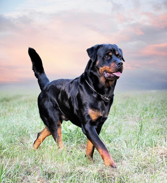 jovem rottweiler correndo na natureza no verão