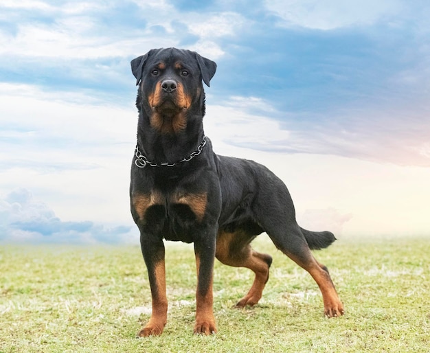 jovem rottweiler ficando na natureza no verão