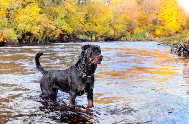 jovem rottweiler nadando em um rio no verão