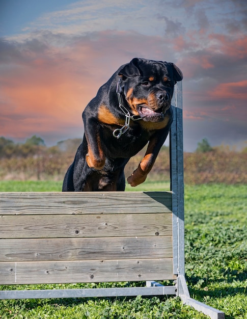 Jovem rottweiler treinando no k9 com seu dono