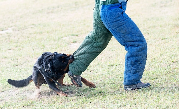 jovem rottweiler treinando para esporte de proteção e polícia