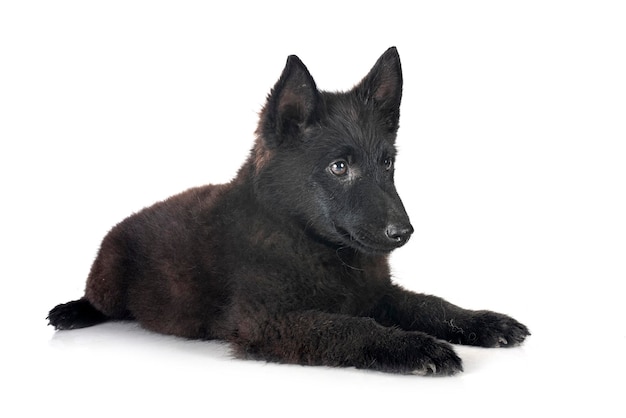 jovem Schipperke na frente de um fundo branco