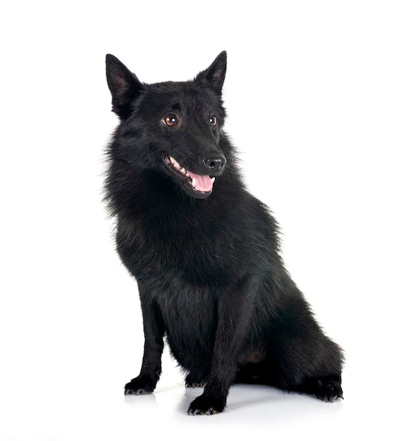 jovem Schipperke na frente do backgruond branco